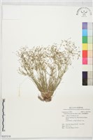 小畦畔飄拂草藏品圖，第1張