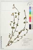 赤道櫻草藏品圖，第1張