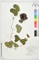 煙斗花藤藏品圖，第1張