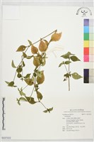 登錄號:S227222藏品圖，第1張