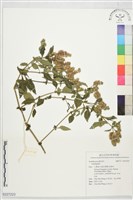 登錄號:S227223藏品圖，第1張