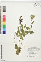 西班牙三葉草藏品圖，第1張