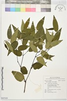 灌木狀胡椒藏品圖，第1張