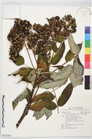 食茱萸藏品圖，第1張