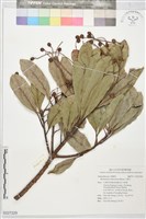 山檨子藏品圖，第1張