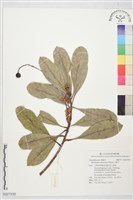 山檨子藏品圖，第1張