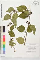 亞洲濱棗藏品圖，第1張