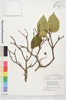 水冬瓜藏品圖，第1張