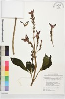 赤苞花藏品圖，第1張