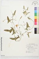 田旋花藏品圖，第1張