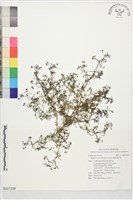 繖花龍吐珠藏品圖，第1張