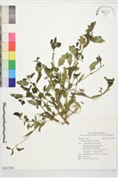 繩黃麻藏品圖，第1張