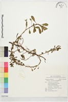 臺灣水龍藏品圖，第1張