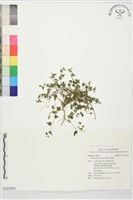 細齒水蛇麻藏品圖，第1張