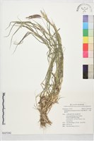 雙花草、印度藍莖草藏品圖，第1張