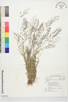 鯽魚草藏品圖，第1張