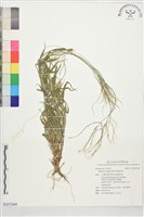 短穎馬唐藏品圖，第1張