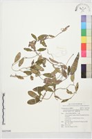 臺灣牛皮消、臺灣白薇藏品圖，第1張