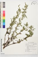 豬草、瘤果菊藏品圖，第1張