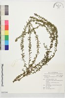 鐵掃帚、千里光藏品圖，第1張