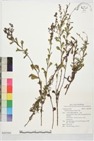 牡蒿藏品圖，第1張