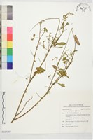 黃野百合藏品圖，第1張