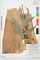 八芝蘭竹、矢竹、米篩竹藏品圖，第1張