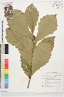 大槲樹、大槲櫟藏品圖，第1張