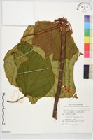 輕木，白塞木，瓜比萊斯輕木，瓜比萊斯白塞木藏品圖，第1張