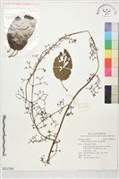 絨毛雞屎藤藏品圖，第1張