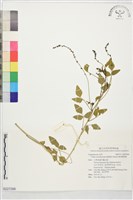 澳洲補骨脂藏品圖，第1張