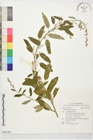 登錄號:S227267藏品圖，第1張