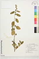 草梧桐、蛇婆子藏品圖，第1張