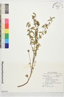 美洲賽葵藏品圖，第1張