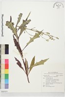 鵝仔草藏品圖，第1張