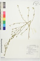 刺金午時花藏品圖，第1張