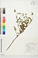 貓腥草藏品圖，第1張