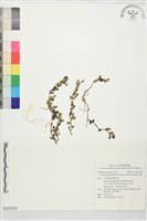 黃花過長沙舅藏品圖，第1張