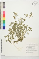 小苜蓿藏品圖，第1張