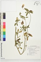 非洲椒草藏品圖，第1張