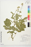 白芥藏品圖，第1張