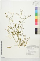 石龍芮藏品圖，第1張