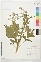 白芥藏品圖，第1張