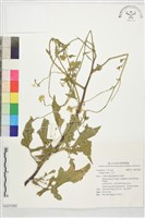 白芥藏品圖，第1張