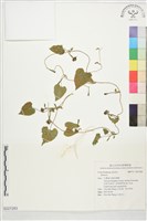 登錄號:S227283藏品圖，第1張