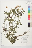 非洲椒草藏品圖，第1張