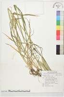 小麥藏品圖，第1張