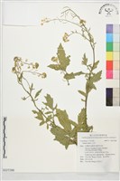 白芥藏品圖，第1張