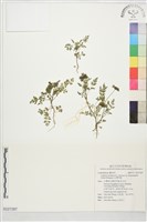 台灣芎窮藏品圖，第1張