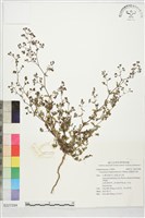 假紫斑大戟藏品圖，第1張